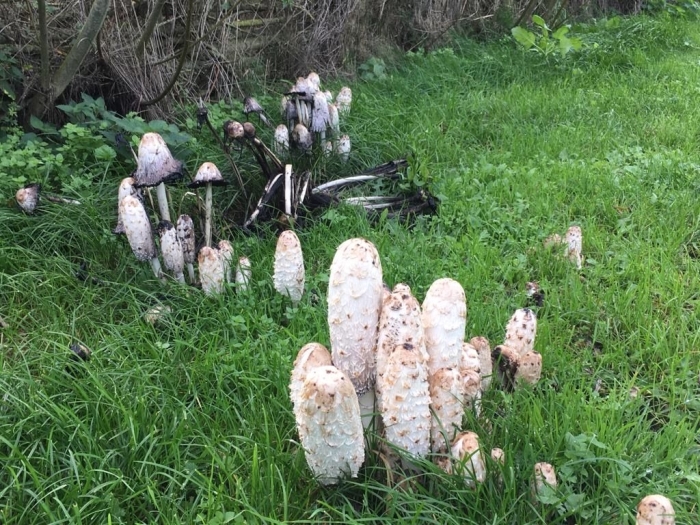 paddenstoelen ontdekken met IVN