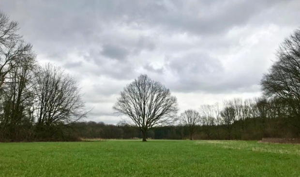 <p>De eikenboom in betere tijden.</p>