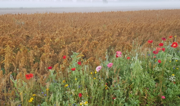 Een herkenbaar beeld van het polderlandschap in Haarlemmermeer.