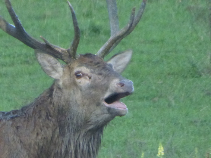 Burlende herten voor de wildkansel