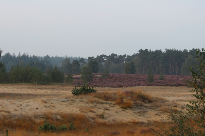 Wekeromse zand