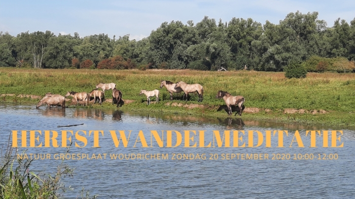 Koninkpaarden in natuur Groesplaat, Woudrichem