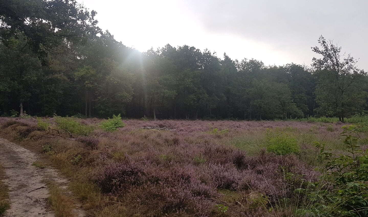 Zonsopgang op een heideveldje in het Edese Bos.