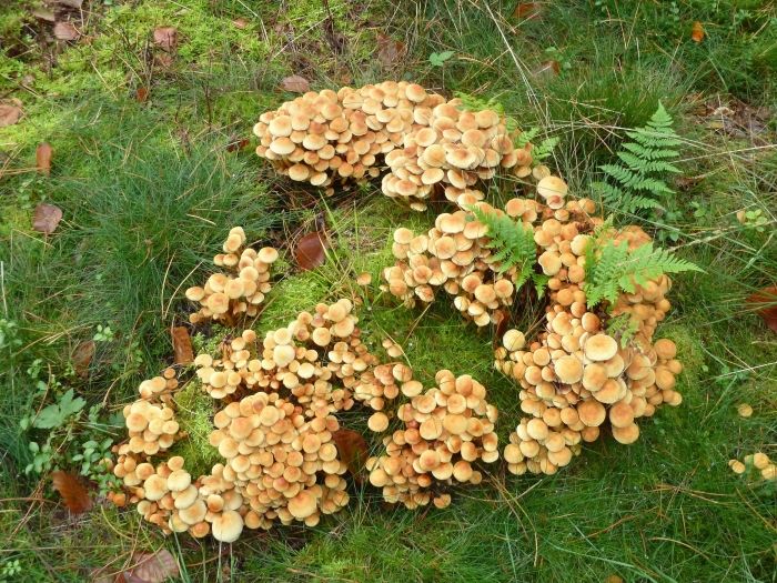 Paddestoelen