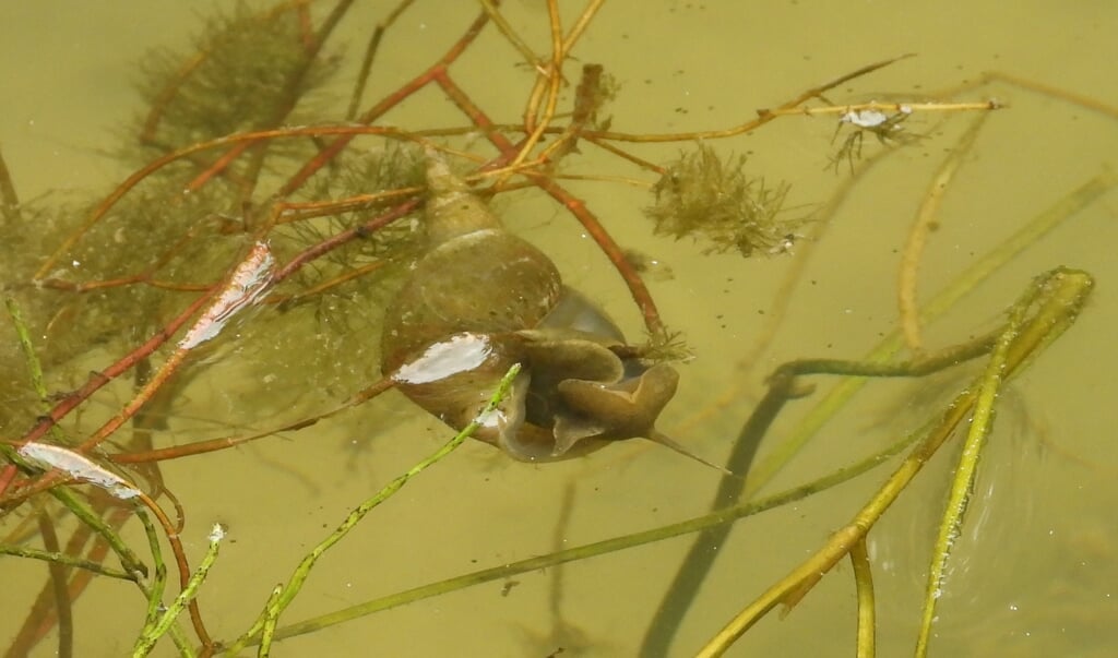 Gewone poelslak steekt zijn tasters uit, net onder het wateroppervlak.