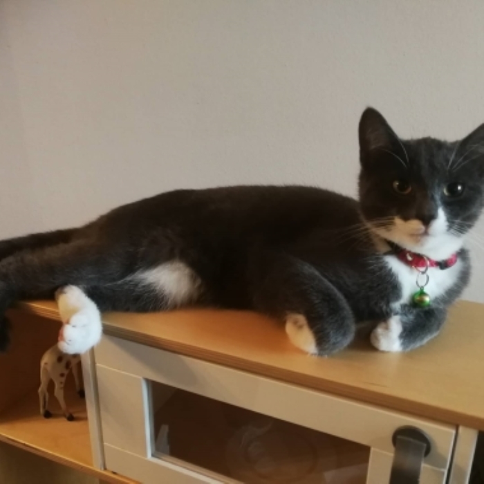 Vermiste kater Aaltsengoed Putten