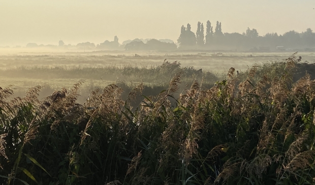 <p>De Middelpolder gehuld in ochtendnevel.</p>