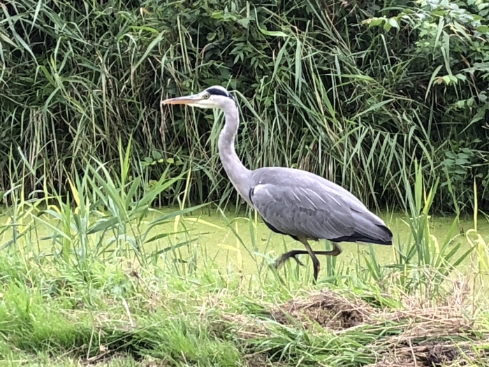 Blauwe reiger
