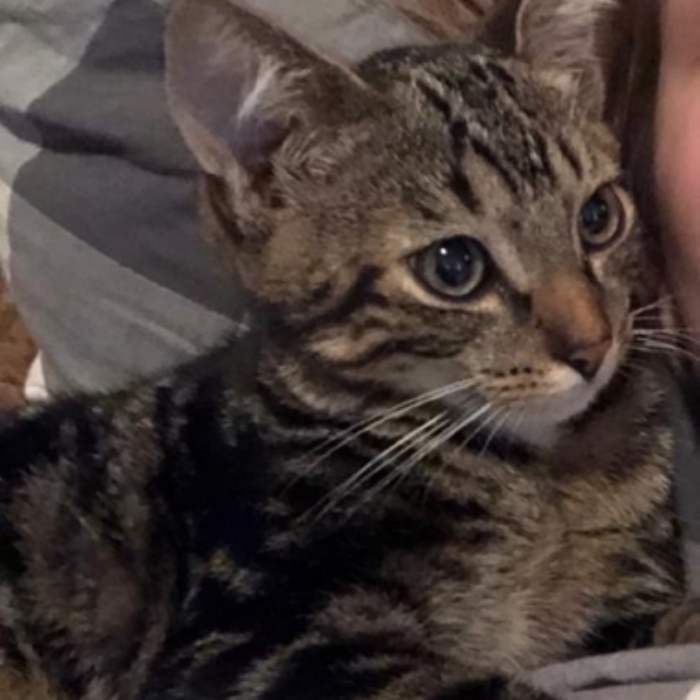 Vermiste kater van Ghentlaan Barneveld