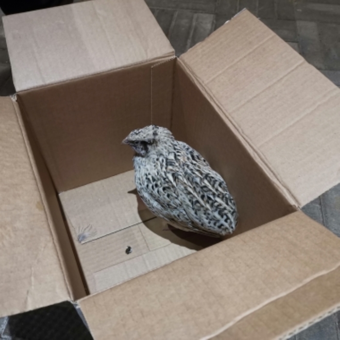 Gevonden kwartel Voorthuizen.