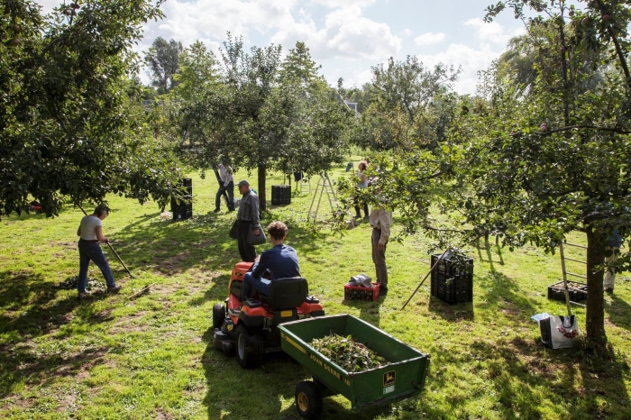 appels plukken op de Willemshoeve