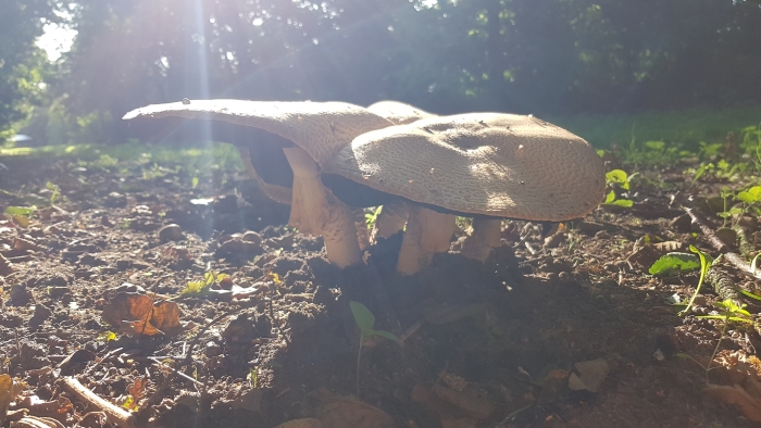 Paddestoelen in de ochtend zon