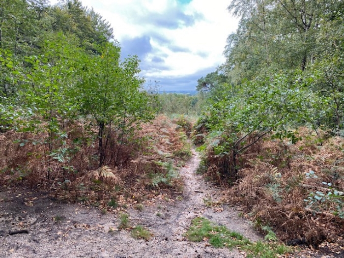Het Amerongse Bos