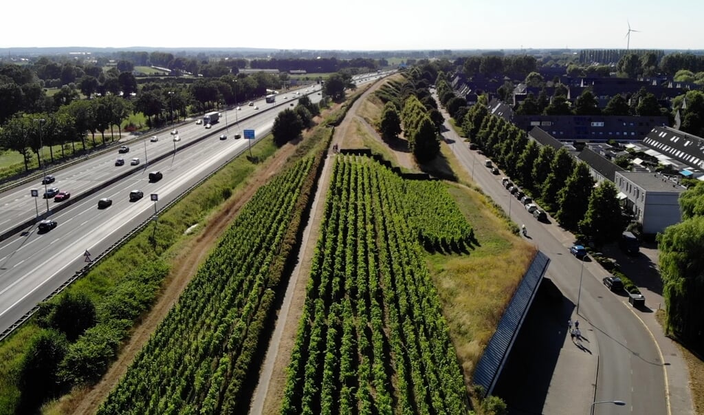 Wijngaard Zuid-Veluwe, gelegen langs snelweg A12, bestaat tien jaar.