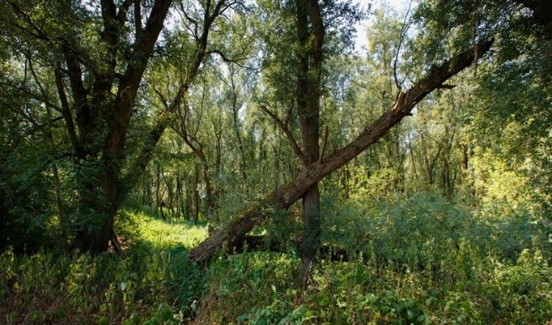 <p>* Archieffoto ter illustratie.</p>