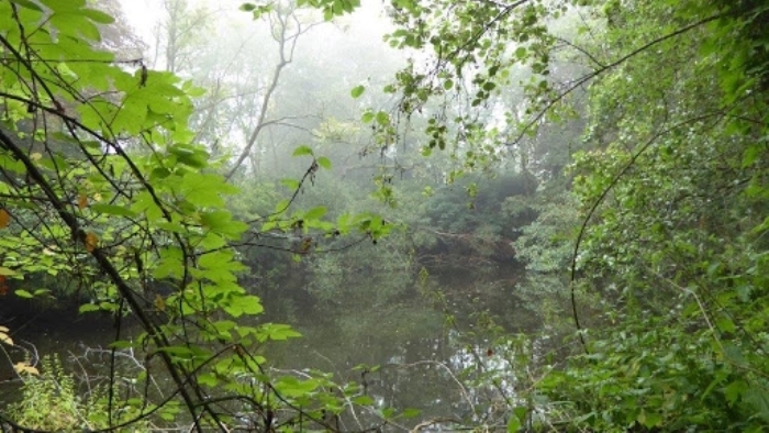 Mooi Vogelbosje Eindehout