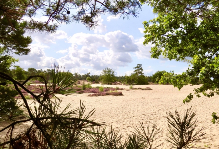 de Korte Duinen: één grote, schitterende zandbak