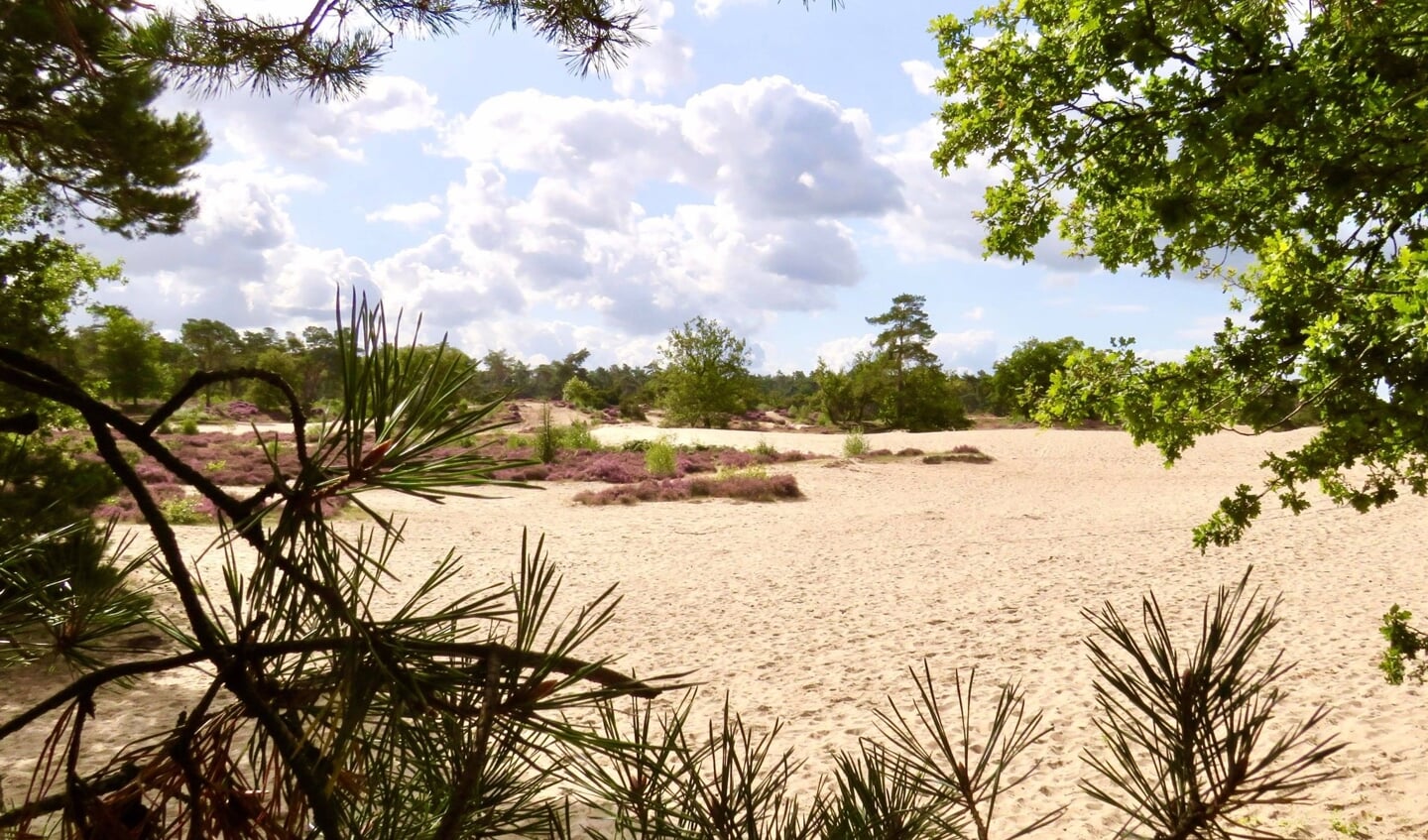 de Korte Duinen: één grote, schitterende zandbak