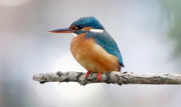 Ijsvogel