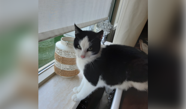 Gevonden kat Valkhof Barneveld