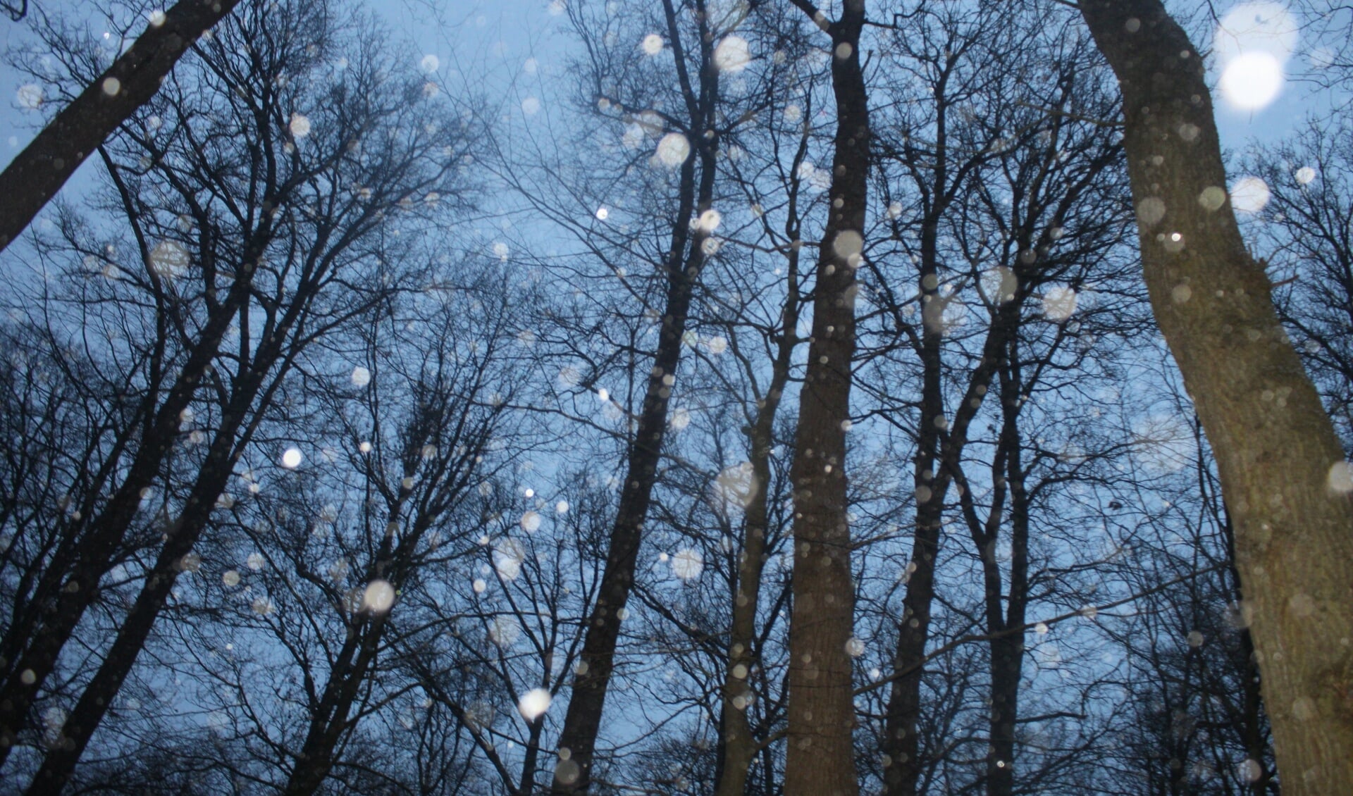 Vallende vlokken met bomen 