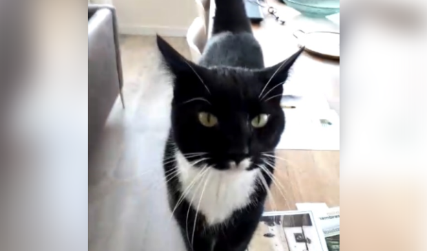 Vermiste kater Voorthuizerstraat Putten