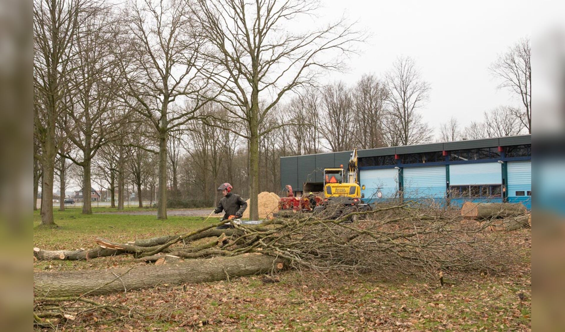 Het rooien van de eikenbomen op het voormalige terrein van Rijkswaterstaat. 