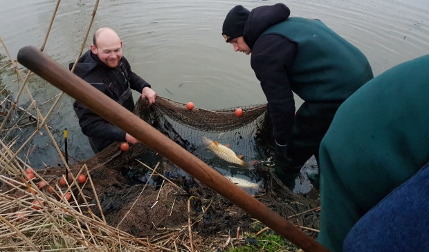 <p>Vrijwilligers gingen het water in om de vissen te redden. </p>