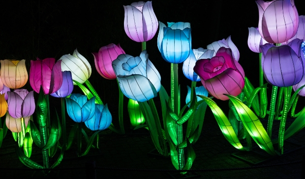 deze tulpen foto doet niet mee met de wedstrijd