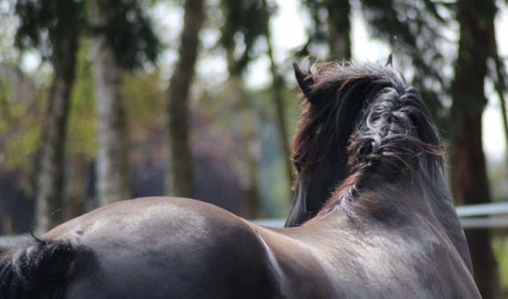 ''Er is behoefte aan het stallen van paarden bij een recreatiewoning en met het plan zet Ermelo zich op de kaart.''