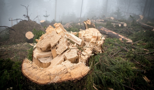 <p>,,Onze biogrondstoffen zijn afkomstig van grove takken, snoeihout en boomstronken’’, aldus Warmtebedrijf Ede.</p>