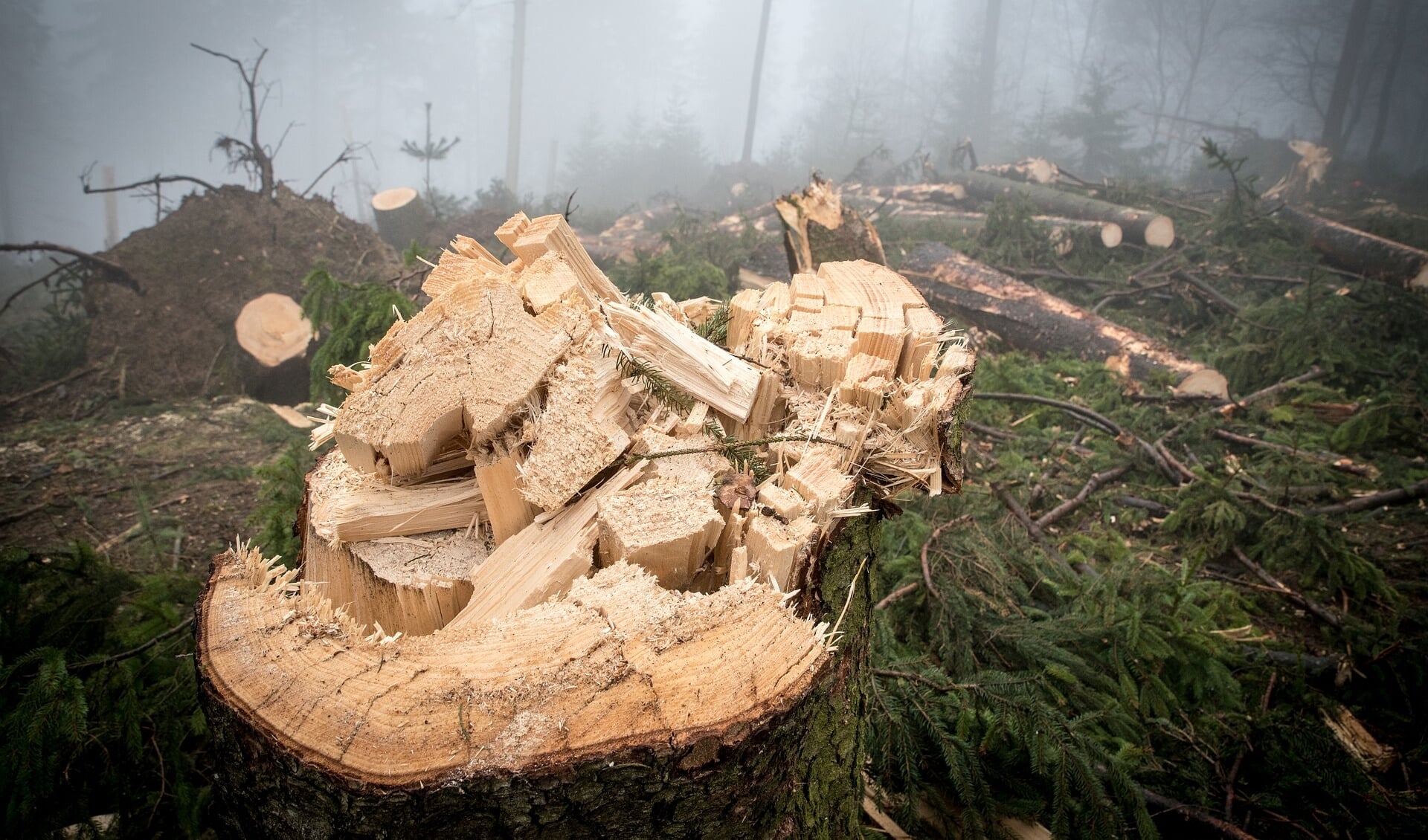 ,,Onze biogrondstoffen zijn afkomstig van grove takken, snoeihout en boomstronken’’, aldus Warmtebedrijf Ede.
