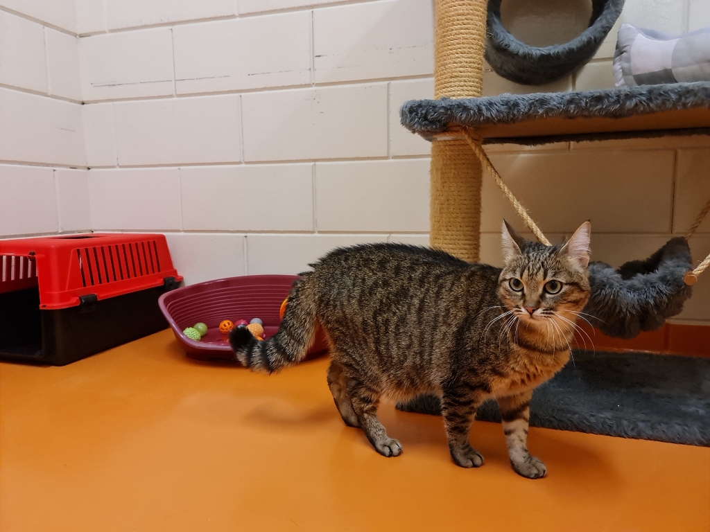 <p>Cecilia is een lieve poes, maar wel oppassen als ze boos wordt... </p>