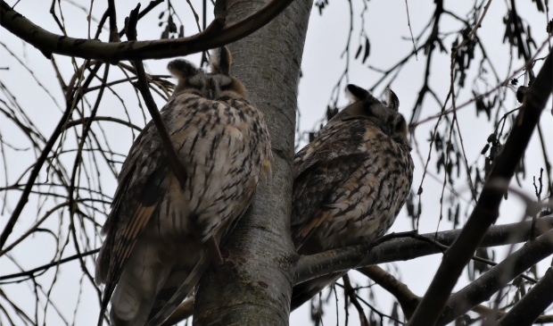 <p>Ransuilen in Houten</p>