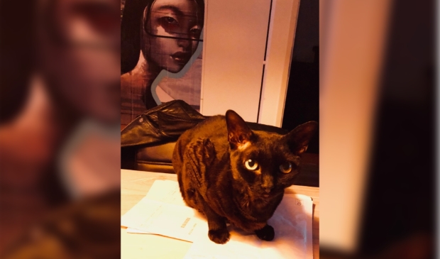 Vermiste kat Guru