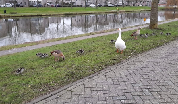 <p>Trots waggelen moeder en vader gans langs het water van de Haya van Somerensingel.</p>