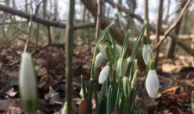 <p>Sneeuwklokjes rond de Kooikersplas</p>