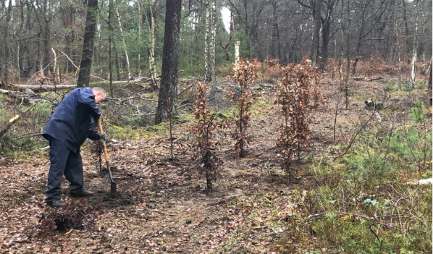 Locatie van de geplant bomen bij kuil van Drakensteyn (Lage Vuursche)