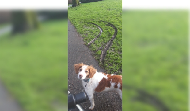 De sporen van een 'ongelukje' op het gras!