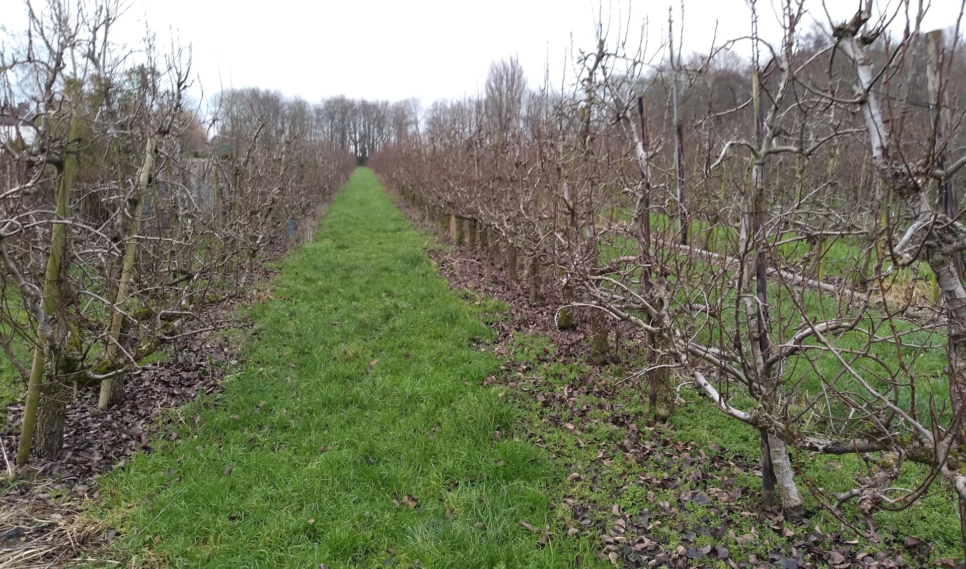 Perenboomgaard Wickengaard