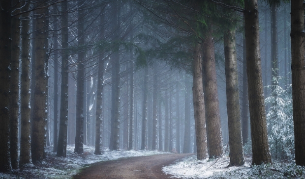 Sneeuw in het Kaapse bos bij het Maarten Maartenshuis