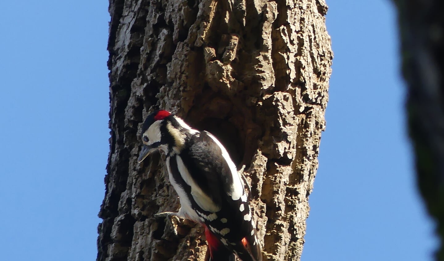 Grote bonte specht in Houten