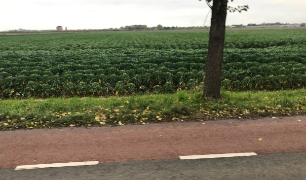 <p>Er is best wat groen in Haarlemmermeer, zoals te zien is op de Rijnlanderweg.</p>