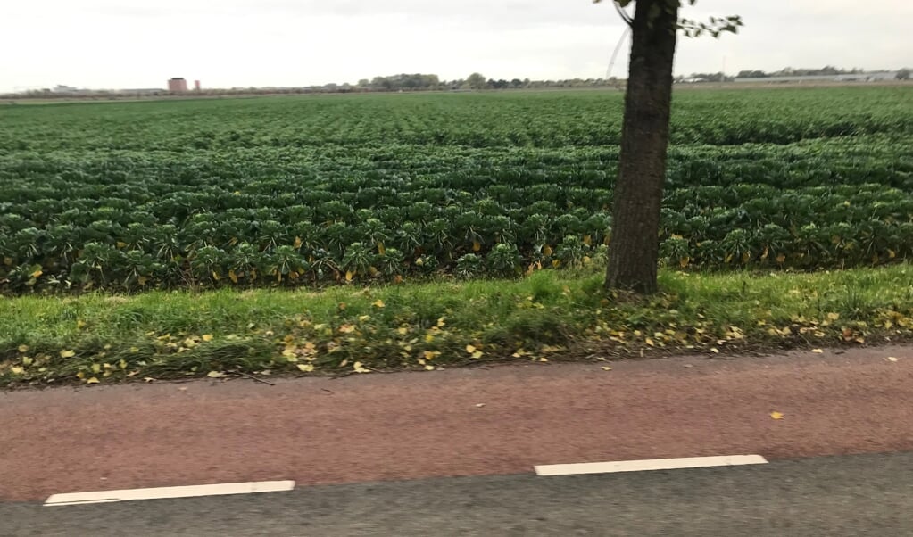 Er is best wat groen in Haarlemmermeer, zoals te zien is op de Rijnlanderweg.