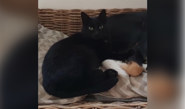 Vermiste kater Kamersteeg Nijkerk