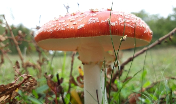 Herfst/Paddestoel