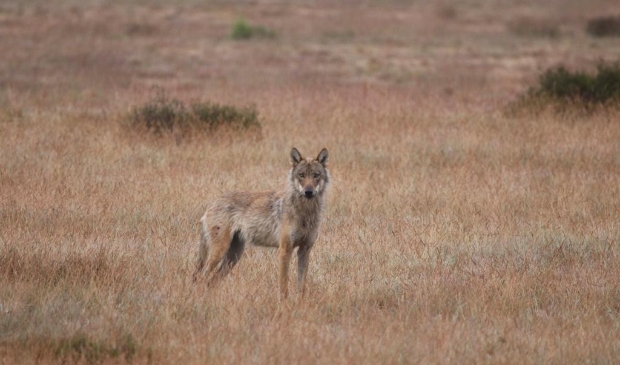 <p>De wolvin op De Hoge Veluwe wordt door het park Keres genoemd, naar de godinnen van dood en verderf uit de Griekse mythologie.</p>