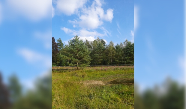 Geplaatste raster in Dartheide