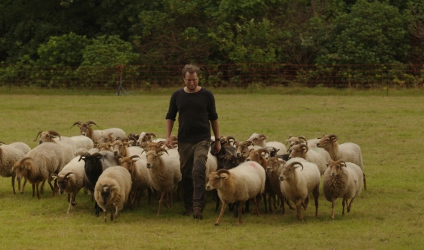 <p>Daniel Versteegh met zijn kudde. </p>