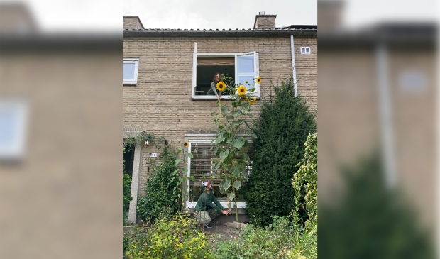 Zonnebloem-boom